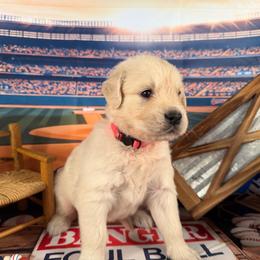 Girl 1 (Leica) (pink collar) - Golden female Golden Retriever puppy in Hubbard, Ohio from Whickering Pines Golden Retrievers