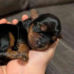 Yorkshire Terrier Puppies from Copper State Yorkies
