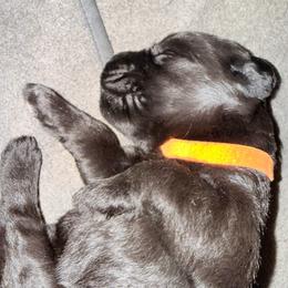 Winnie - Black female Giant Schnauzer puppy in Noblesville, Indiana from Stratton House Kennels