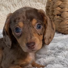 Miley - Dapple female Dachshund puppy in Fredricktown, Missouri from Ivy Cream Dachshunds