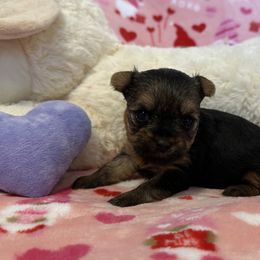 Yorkshire Terrier Puppies from Galaxy Kennel