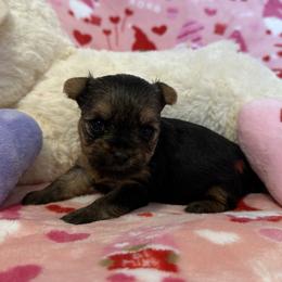 Yorkshire Terrier Puppies from Galaxy Kennel