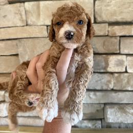 Lucian - Red male Cockapoo puppy in Connersville, Indiana from MoonShine Babies