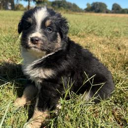 Sweet Girl 3-Black Tri - Black tri-color female Australian Shepherd puppy in Mayfield, Kentucky from Hamilton Farms