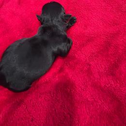 Rumi - Black female Scottish Terrier puppy in Mount Vernon, Washington from Scottish Terrier Sandra T