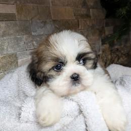 Francie - Gold and white female Shih Tzu puppy in Clyde, North Carolina from Shawgo Pups