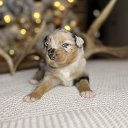Miniature Australian Shepherd Puppies from Quartz Creek Aussies