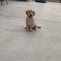 Labrador Retriever Puppies from Cozy Acres Farm Labradors