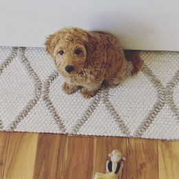 Goldendoodle Puppies from Hobble Creek Farms