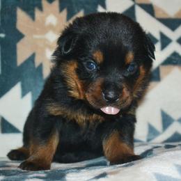 Boy 5 - Black and mahogany male Rottweiler puppy in Ethel, Washington from Titanenheim Rottweilers