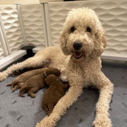 Bailey - Goldendoodle