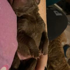 Chesapeake Bay Retriever Puppies from Bellus Chesapeakes