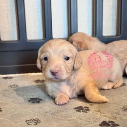 Ella - Cream female Dachshund puppy in Hornbeck, Louisiana from A&Z Mini Dachshunds