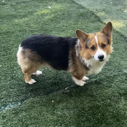 Kahn - Black and tan male Pembroke Welsh Corgi puppy in De Witt, Arkansas from Western Plains Kennel