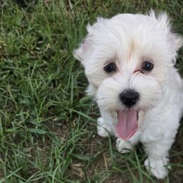 Jasper - White male Maltipoo puppy in Brooksville, Florida from DeVall Maltipoos