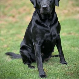 Cami - Labrador Retriever