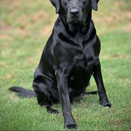 Cami - Labrador Retriever