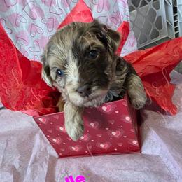 Chevelle - Red merle female Aussiedoodle puppy in Loveland, Colorado from A&L Ranch Aussiedoodles