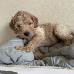 Double Doodle, Goldendoodle, Labradoodle, and Poodle Puppies from Amore Doodles & Poodles