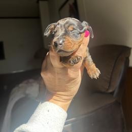 Dachshund Puppies from Space Coast Dachshunds