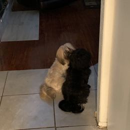Shih Tzus from Love4Shihtzu