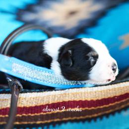 Lazarus - Black tri-color male Australian Shepherd puppy in Paola, Kansas from Tiz Ranch