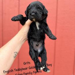 Grits English Teddybear - Black male Goldendoodle puppy in Grove, Oklahoma from Guinn Family Farms