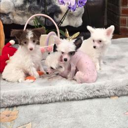 Gloria Long Star Angel - White and chocolate female Chinese Crested puppy in Amarillo, Texas from Victoria's Chinese Cresteds Long Star Angels