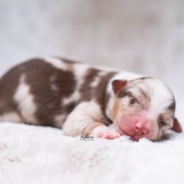 Ike - Red merle male Australian Shepherd puppy in Woodford, Virginia from Skyborne Australian Shepherds