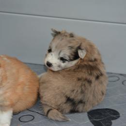 Pomsky Puppies from Pomskies of Vermont