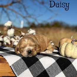 Daisy - Buff female Cocker Spaniel puppy in Clinton, Oklahoma from Enchanted Spaniels