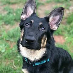 German Shepherd All Grown Up from Fairytale Kennel