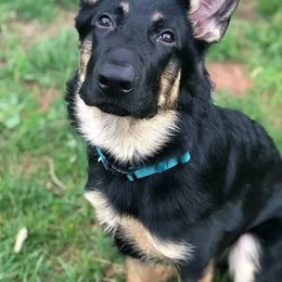 German Shepherd All Grown Up from Fairytale Kennel