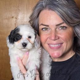 December - Black and white female Bernedoodle puppy in Cleveland, Georgia from Jam's Doodles And Poodles