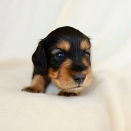 Milo - Black and tan male Dachshund puppy in El Dorado Hills, California from Golden Hill Dachshunds