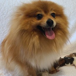 Goldie - Pomeranian