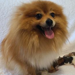 Goldie - Pomeranian