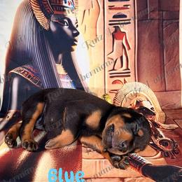 Blue Collar - Black and rust male Doberman Pinscher puppy in Louisville, Kentucky from Ruiz Dobermans