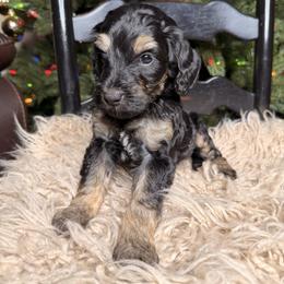 Cupid - Tri-color male Bernedoodle puppy in Tyner, Kentucky from Good Dog Doodles