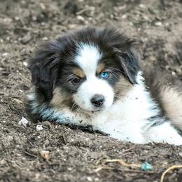 Miniature American Shepherd and Miniature Australian Shepherd Puppies from Whiskeytown Aussies