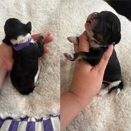 Girl 3 - Tri-color female Bernedoodle puppy in Lakeland, Florida from Doodles & Danes