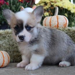 Neeko - Red male Pembroke Welsh Corgi puppy in Pollock, Missouri from Northstar