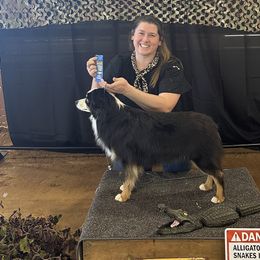 Miniature Australian Shepherds and Toy Australian Shepherds from Bar C Toy & Mini Aussies