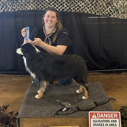 Miniature Australian Shepherds and Toy Australian Shepherds from Bar C Toy & Mini Aussies