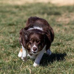 Miniature American Shepherds from Tempus Fugit