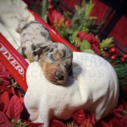 Dasher - Dapple male Dachshund puppy in Colbert, Georgia from Southern Drawl Dachshunds