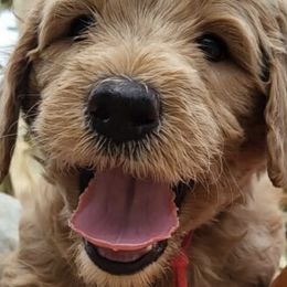 Goldendoodles from Bennett Puppies