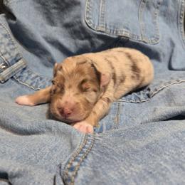 Khaki - Red merle male Australian Shepherd puppy in Bumpass, Virginia from Glitterati Australian Shepherds
