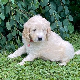 Goldendoodle Puppies from Sunnyside Botanical