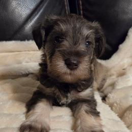 Apollo - Liver male Miniature Schnauzer puppy in Graham, Washington from Olivia's Miniature Schnauzer's